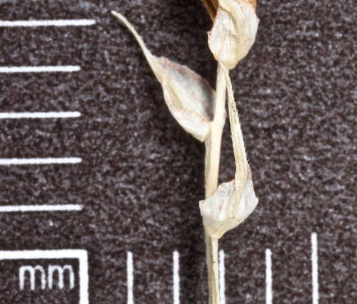Carex thornei #11